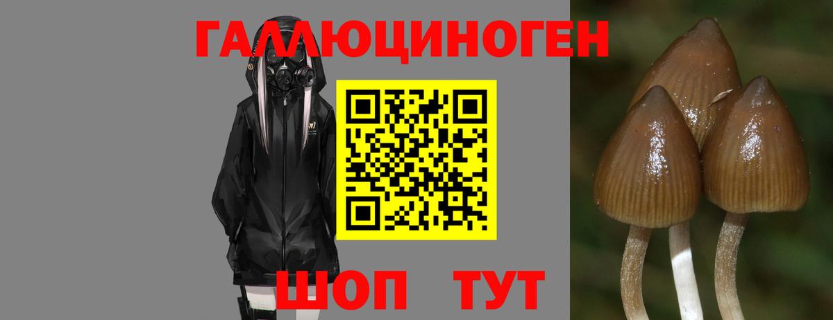 Галлюциногенные грибы Psilocybe Родники